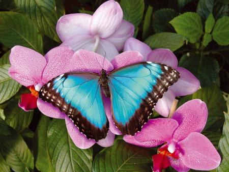 jaime les papillons