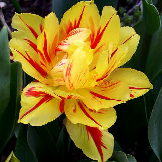 une tulipe