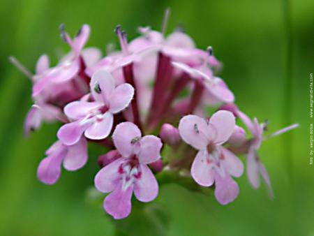 des violettes
