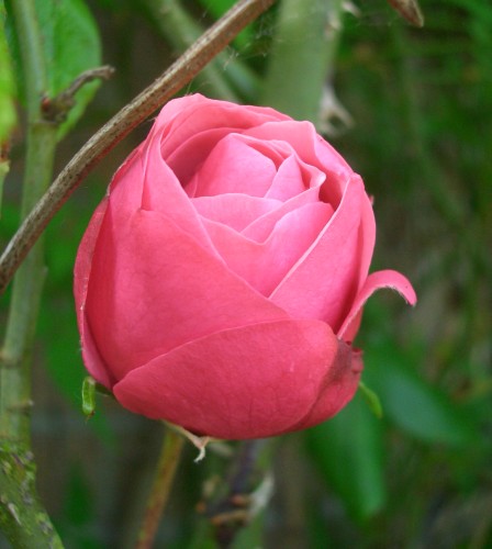 une belle rose