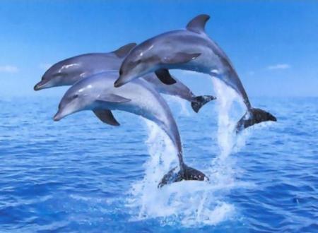 j'ador les dauphin et vs?